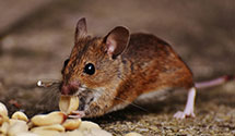 24 Hour & Emergency Exterminators in Shelbiana, KY
